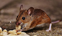 24 Hour & Emergency Exterminators in Ogdensburg, WI